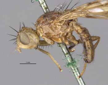 Media type: image;   Entomology 13288 Aspect: habitus lateral view